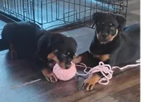 Female #5, a female Rottweiler for sale in Fredericksburg, IN – Photo 10 of 10