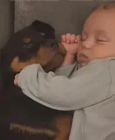 Female #5, a female Rottweiler for sale in Fredericksburg, IN – Photo 9 of 10