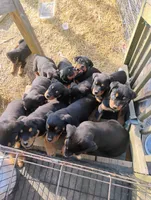 Female #5, a female Rottweiler for sale in Fredericksburg, IN – Photo 10 of 10