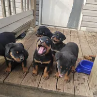 Big Blue Boy, a male Rottweiler for sale in Fredericksburg, IN – Photo 5 of 10
