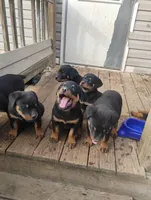 Big Blue Boy, a male Rottweiler for sale in Fredericksburg, IN – Photo 7 of 10