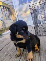 Big Blue Boy, a male Rottweiler for sale in Fredericksburg, IN – Photo 10 of 10
