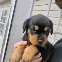 Big Blue Boy, a male Rottweiler for sale in Fredericksburg, IN – Photo 6 of 10