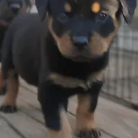 Big Blue Boy, a male Rottweiler for sale in Fredericksburg, IN – Photo 2 of 10