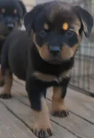Big Blue Boy, a male Rottweiler for sale in Fredericksburg, IN – Photo 2 of 10