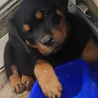Big Blue Boy, a male Rottweiler for sale in Fredericksburg, IN – Photo 1 of 10