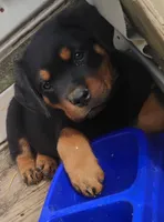 Big Blue Boy, a male Rottweiler for sale in Fredericksburg, IN – Photo 1 of 10