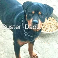 Big Blue Boy, a male Rottweiler for sale in Fredericksburg, IN – Photo 3 of 10
