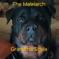 Big Blue Boy, a male Rottweiler for sale in Fredericksburg, IN – Photo 4 of 10