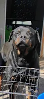 Big Blue Boy, a male Rottweiler for sale in Fredericksburg, IN – Photo 10 of 10