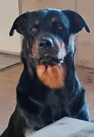 Big Blue Boy, a male Rottweiler for sale in Fredericksburg, IN – Photo 5 of 10