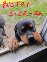 Big Blue Boy, a male Rottweiler for sale in Fredericksburg, IN – Photo 8 of 10