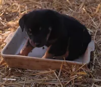 Big Brown boy, a male Rottweiler for sale in Fredericksburg, IN – Photo 2 of 9