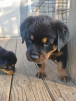 Big Brown boy, a male Rottweiler for sale in Fredericksburg, IN – Photo 8 of 9