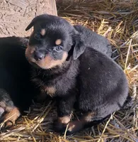 Big Brown boy, a male Rottweiler for sale in Fredericksburg, IN – Photo 6 of 9