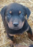 Big Brown boy, a male Rottweiler for sale in Fredericksburg, IN – Photo 3 of 9