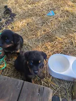 Jumbo green #7, a male Rottweiler for sale in Fredericksburg, IN – Photo 6 of 10