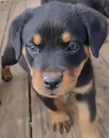 Jumbo green #7, a male Rottweiler for sale in Fredericksburg, IN – Photo 3 of 10