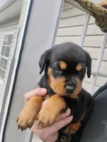 Jumbo green #7, a male Rottweiler for sale in Fredericksburg, IN – Photo 7 of 10