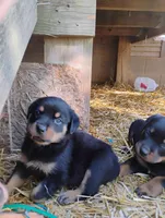 Jumbo green #7, a male Rottweiler for sale in Fredericksburg, IN – Photo 10 of 10