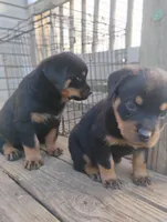 Big Brown boy, a male Rottweiler for sale in Fredericksburg, IN – Photo 7 of 9