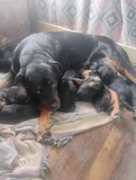 Jumbo green #7, a male Rottweiler for sale in Fredericksburg, IN – Photo 9 of 10