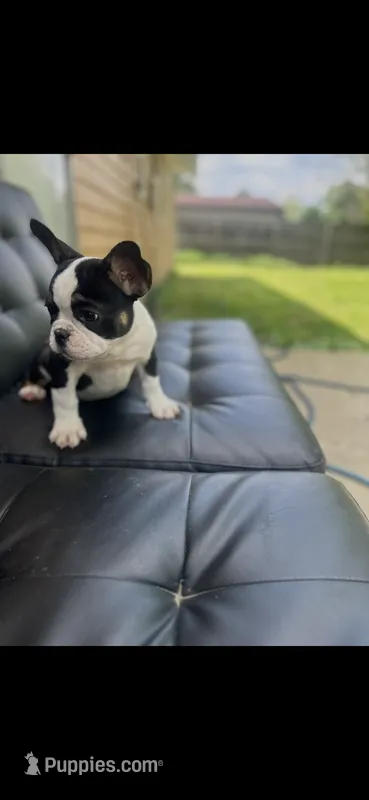 Panda – French Bulldog puppy for sale in Indianapolis, IN