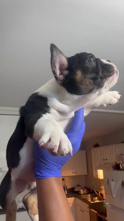 Panda, a female French Bulldog for sale in Indianapolis, IN – 4 of 4