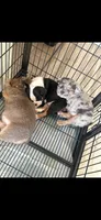 Teddy, a  French Bulldog for sale in Indianapolis, IN – 3 of 5