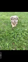 Teddy, a  French Bulldog for sale in Indianapolis, IN – 4 of 5