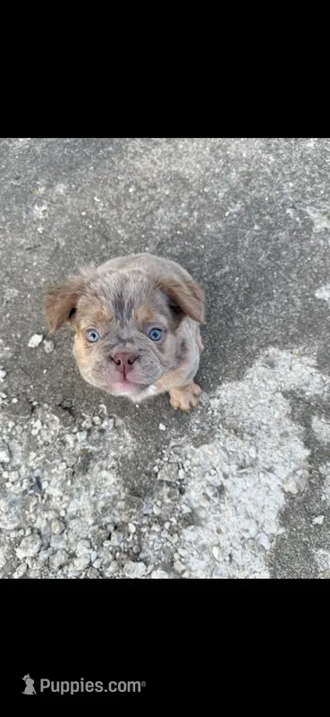 Teddy – French Bulldog puppy for sale in Indianapolis, IN