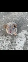Teddy, a  French Bulldog for sale in Indianapolis, IN – 1 of 5