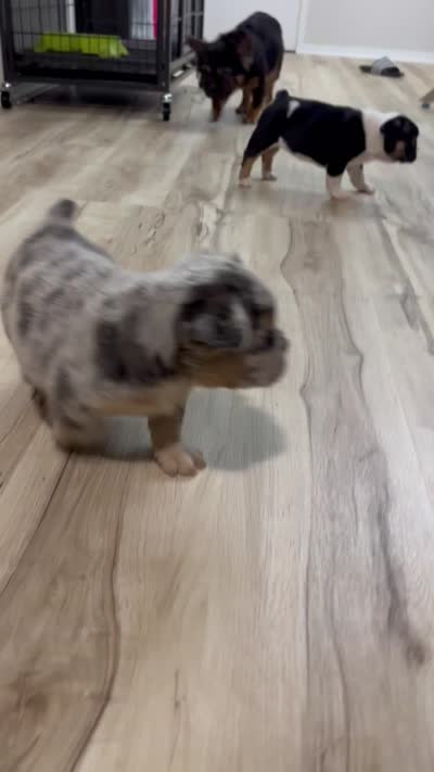 Goyard, a male French Bulldog for sale in Indianapolis, IN – 3 of 4
