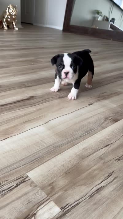 Panda, a female French Bulldog for sale in Indianapolis, IN – 3 of 4