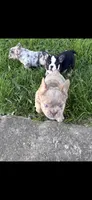 Teddy, a  French Bulldog for sale in Indianapolis, IN – 2 of 5