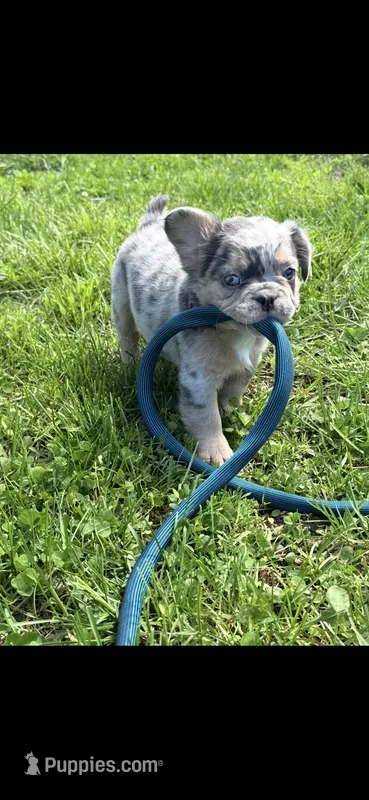 Goyard – French Bulldog puppy for sale in Indianapolis, IN