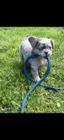 Goyard, a male French Bulldog for sale in Indianapolis, IN – 1 of 4