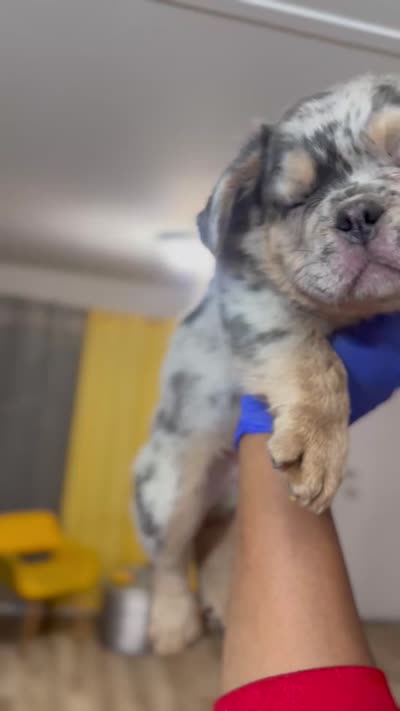 Goyard, a male French Bulldog for sale in Indianapolis, IN – 4 of 4