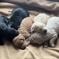 Maggie , a female Goldendoodle for sale in Gretna, VA – Photo 8 of 8