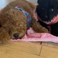 Maggie , a female Goldendoodle for sale in Gretna, VA – Photo 3 of 8