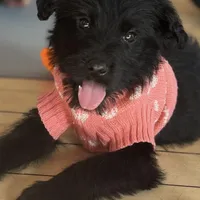 Maggie , a female Goldendoodle for sale in Gretna, VA – Photo 6 of 8