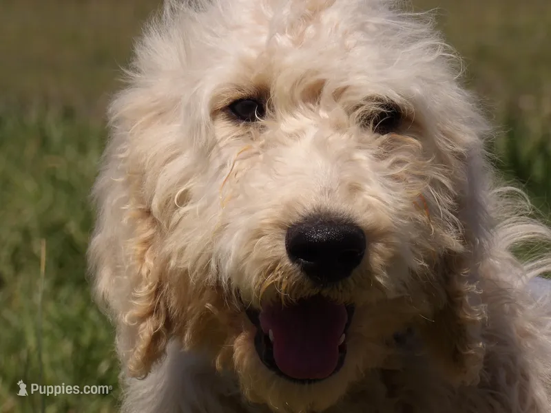 Oliver – Goldendoodle puppy for sale in Gretna, VA
