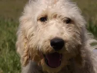 Oliver, a male Goldendoodle for sale in Gretna, VA – Photo 1 of 10