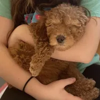 Maggie , a female Goldendoodle for sale in Gretna, VA – Photo 2 of 8