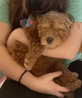 Maggie , a female Goldendoodle for sale in Gretna, VA – Photo 1 of 8