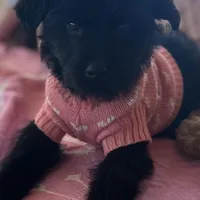 Maggie , a female Goldendoodle for sale in Gretna, VA – Photo 4 of 8