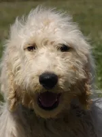 Oliver, a male Goldendoodle for sale in Gretna, VA – Photo 2 of 10