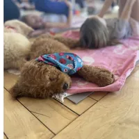 Maggie , a female Goldendoodle for sale in Gretna, VA – Photo 5 of 8