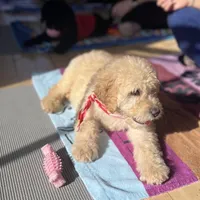 Maggie , a female Goldendoodle for sale in Gretna, VA – Photo 7 of 8