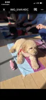 Maggie , a female Goldendoodle for sale in Gretna, VA – Photo 7 of 8